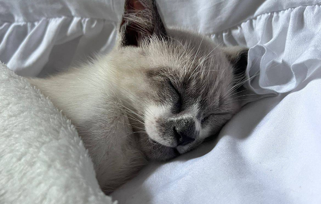 gatin do @thiaguintugas