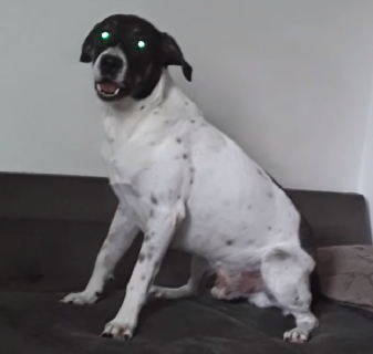 perseu do @luiz_perseu