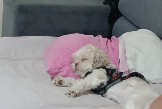 Doguinho mimindo do @to_aqui_so_de_tocaia